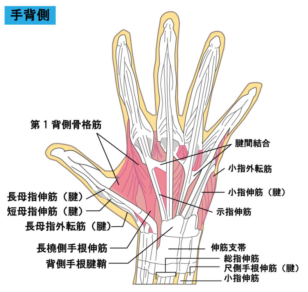 手の筋肉の画像