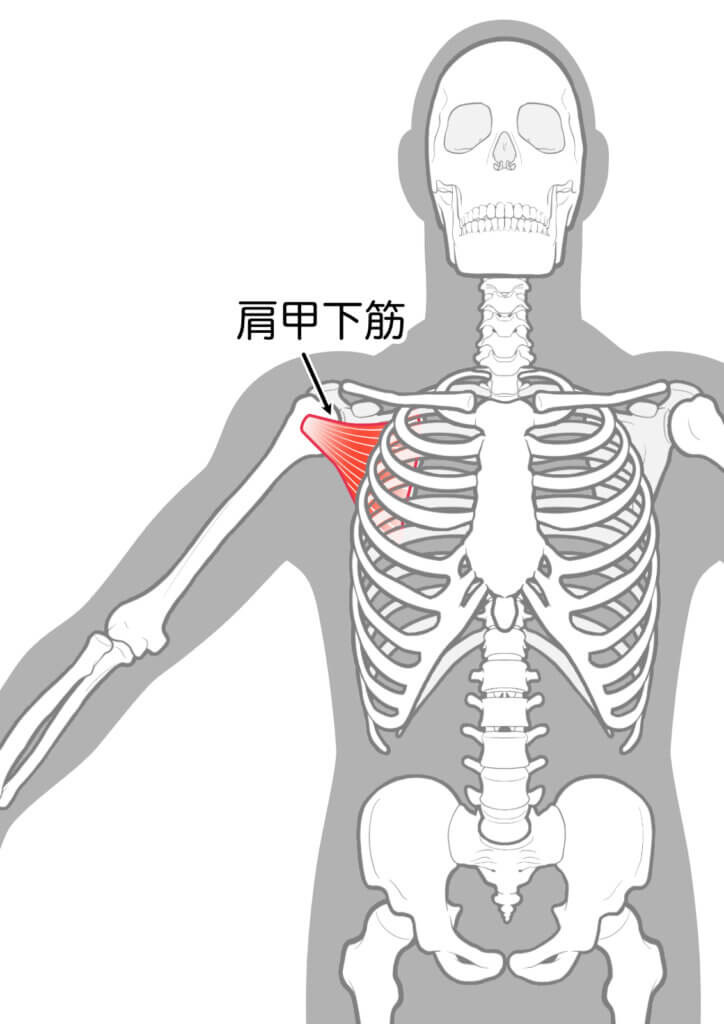 肩甲下筋の画像